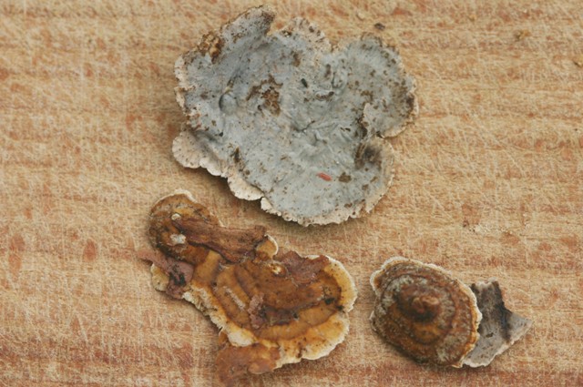 Stereum sanguinolentum?